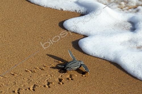 Biosphoto | 2581066 | Emergence of a young leatherback turtle (Dermochelys coriacea), Remire-Montjoly, French Guiana | &copy; Nicolas Defaux / Biosphoto
