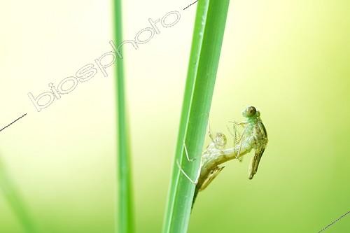 Biosphoto | 2017421 | Emergence of Damselfly on a stem - Prairie Fouzon France | &copy; Bruno Guénard / Biosphoto