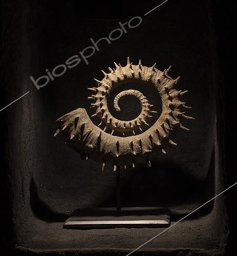 Biosphoto | 2552437 | Emericiceras alpinum with preservation of spines. Barremian. Provence, France. 25cm. Luc Ebbo collection. Paleogalerie, Salignac. Ebbo collection | &copy; Pascal Goetgheluck / Biosphoto