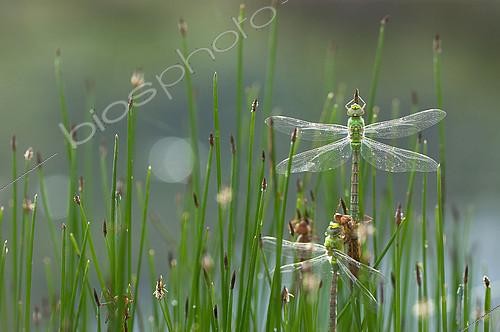 Biosphoto | 2407154 | Emperor dragonfly (Anax imperator) emergence on Sedge (Carex sp), Greece | &copy; Benoît Outrey / Biosphoto