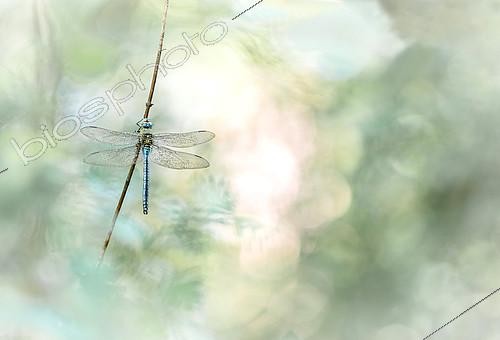 Biosphoto | 2407155 | Emperor dragonfly (Anax imperator) on stem, Alsace, France | &copy; Benoît Outrey / Biosphoto
