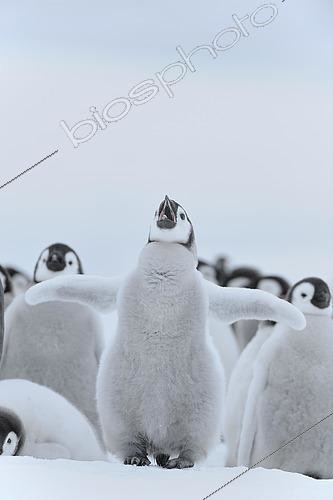 Biosphoto | 2554057 | Emperor penguin (Aptenodytes forsteri), Chick Spreading Wings, Snow Hill Island, Antarctic Peninsula, Antarctica | &copy; Raimund Linke / imageBROKER / Biosphoto