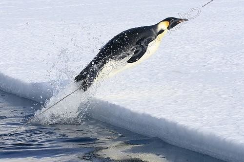 Biosphoto | 1370077 | Emperor penguin out of the water Adélie Land ;   | &copy; Samuel Blanc / Biosphoto