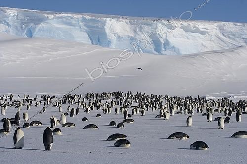 Biosphoto | 1370071 | Emperor penguins at the front of a glacier Adélie Land ;   | &copy; Samuel Blanc / Biosphoto