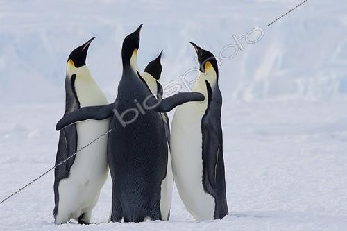 Biosphoto | 1369860 | Emperor penguins competing on the ice Terre Adélie | &copy; Samuel Blanc / Biosphoto