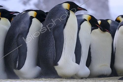 Biosphoto | 1369961 | Emperor penguins incubating their eggs Adelie Land | &copy; Samuel Blanc / Biosphoto