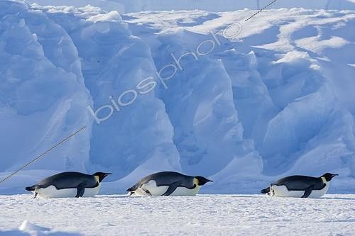 Biosphoto | 1369849 | Emperor penguins sliding on ice Adélie Land Antarctica | &copy; Samuel Blanc / Biosphoto
