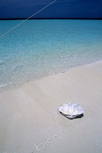 Biosphoto | 641812 | Empty shell of Giant Clam on a beach at Lankayan island | &copy; Didier Brandelet / Biosphoto