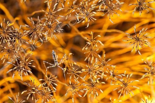 Biosphoto | 2407967 | Empusa mantis (Empusa pennicornis) lies in ambush among a bunch of dry grass and waits for its prey. Russia Federation, Krasnodar region, the vicinity of the city of Novorossiysk | &copy; Aleksey Volkov / Biosphoto