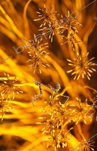 Biosphoto | 2407968 | Empusa mantis (Empusa pennicornis) lies in ambush among a bunch of dry grass and waits for its prey. The camo hides it well among the plants. Russia Federation, Krasnodar region, the vicinity of the city of Novorossiysk | &copy; Aleksey Volkov / Biosphoto
