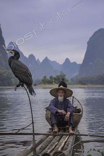 Biosphoto | 2078528 | En chine sur la rivière Li, les pêcheurs utilisent des cormorans. | &copy; Alexandre Sattler / Biosphoto