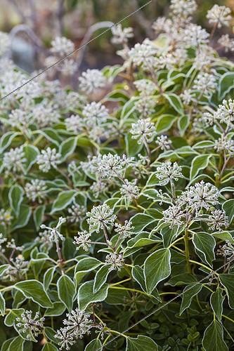Biosphoto | 1941539 | English ivy in bloom under hoarfrost in a garden | &copy; Jean-Michel Groult / Biosphoto