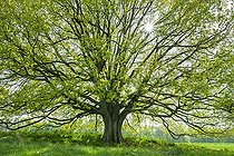 Biosphoto | 2496096 | English oak (Quercus robur) in backlight with sunstar, Thuringia, Germany, Europe | &copy; Frank Sommariva / imageBROKER / Biosphoto