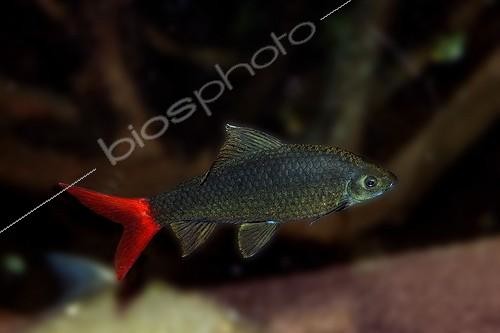 Biosphoto | 1369754 | epalzeorhynchos erythrurus | &copy; Gérard Lacz / Biosphoto
