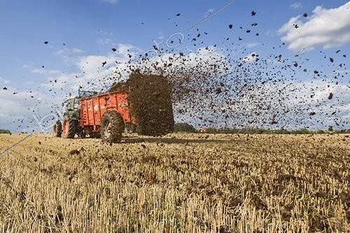 Biosphoto | 502844 | Epandage du fumier sur un champ couvert de chaumes | &copy; Claudius Thiriet / Biosphoto