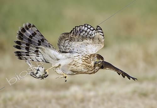 Biosphoto | 2413683 | Epervier de Cooper (Accipiter cooperii) en vol avec une proie dans les serres, Texas, USA | &copy; Alan Murphy / BIA / Biosphoto
