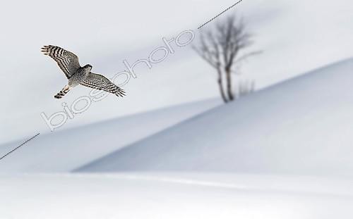 Biosphoto | 2617229 | Epervier d'Europe (Accipiter nisus) en chasse au ras du sol enneigé, Alpes, France | &copy; Michel Rauch / Biosphoto