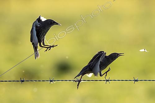Biosphoto | 2625027 | Étourneaux sansonnets (Sturnus vulgaris) sur un fil barbelé, Angleterre. | &copy; Frédéric Desmette / Biosphoto