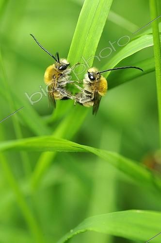 Biosphoto | 1134493 | Eucera pair, France | &copy; Bruno Guénard / Biosphoto