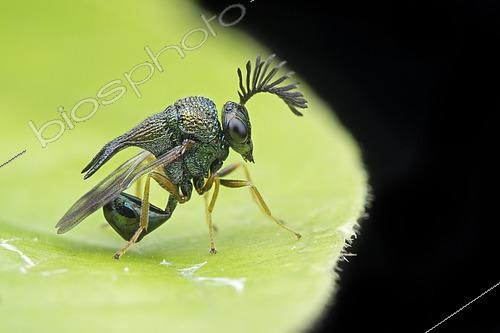 Biosphoto | 2435354 | Eucharitidae ; Ant parasite wasp ; The Eucharitidae are a family of parasitic wasps and are specialized parasitoids of ants ; Malaysia | &copy; Melvyn Yeo / Biosphoto