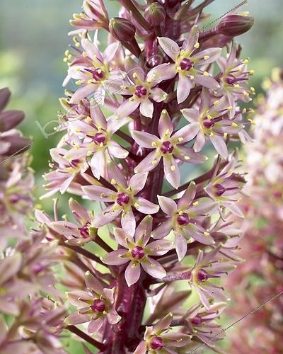 Biosphoto | 415408 | Eucomis comosa Sparkling Burgundy | &copy; Visions Pictures / Biosphoto