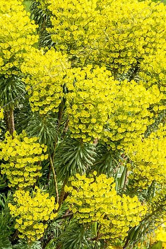 Biosphoto | 2146403 | Euphorbia characias ssp. wulfenii 'John Tomlinson' | &copy; Alain Kubacsi / Biosphoto