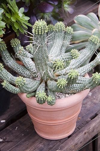 Biosphoto | 993269 | Euphorbia echinus | &copy; Lamontagne / Biosphoto