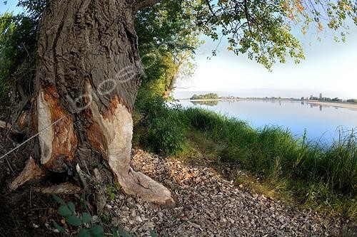 Biosphoto | 2057534 | Eurasian beaver (Castor fiber). Poplar attacked by beavers along the Loire. Maine et Loire, France | &copy; Guy Piton / Biosphoto