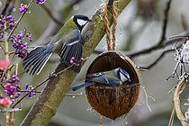 Biosphoto | 2613009 | Eurasian Blue Tit (Cyanistes caeruleus) and Great tit(Parus major), altercation at coconut feeder, Lorraine, France | &copy; Régis Cavignaux / Biosphoto