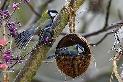 Biosphoto | 2613009 | Eurasian Blue Tit (Cyanistes caeruleus) and Great tit(Parus major), altercation at coconut feeder, Lorraine, France | &copy; Régis Cavignaux / Biosphoto