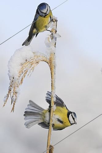 Biosphoto | 2413642 | Eurasian Blue Tit (Cyanistes caeruleus), Lower Saxony, Germany | &copy; Willi Rolfes / BIA / Biosphoto