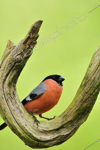 Biosphoto | 1085915 | Eurasian Bullfinch on a branch in Finland  | &copy; Pierre Vernay / Biosphoto