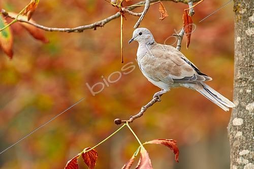 Biosphoto | 2596330 | Eurasian collared dove (Streptopelia decaocto) on a branch, Navarra, Spain | &copy; Eduardo Ayala-Santibañez / Biosphoto