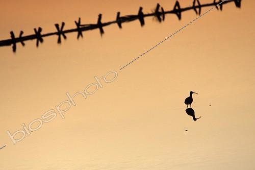 Biosphoto | 917314 | Eurasian Curlew at dawn in the marshes Presque-isle of Giens | &copy; Pascal Pittorino / Biosphoto