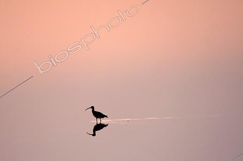 Biosphoto | 917315 | Eurasian Curlew at dawn in the marshes Presque-isle of Giens | &copy; Pascal Pittorino / Biosphoto