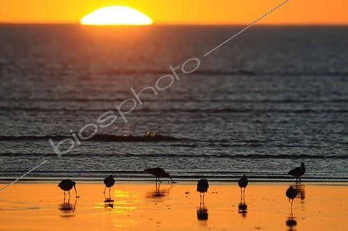 Biosphoto | 1988882 | Eurasian Curlews seaside at sunset - France  | &copy; Guy Piton / Biosphoto