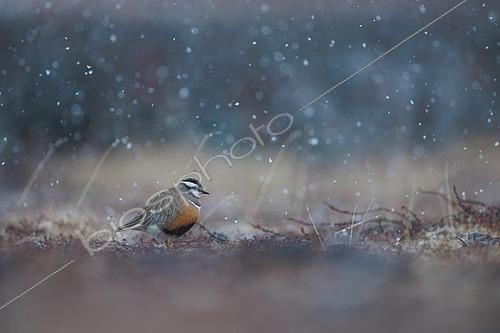 Biosphoto | 2577003 | Eurasian dottered, (Charadrius morinellus), on its nesting grounds in a light early summer snow shower on the Varanger highlands in Norway. | &copy; Michael Adam / Biosphoto