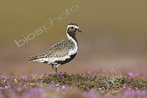 Biosphoto | 2434870 | Eurasian Golden Plover (Pluvialis apricaria). An adult male on a small mount on the flowering tundra. Taken in Sweden in June. | &copy; Ivan Sjögren / Biosphoto