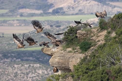 Biosphoto | 1898413 | Eurasian griffon vultures (Gyps fulvus) flying away Spain | &copy; Eduardo Ayala-Santibañez / Biosphoto