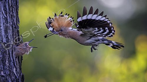 Biosphoto | 2622190 | Eurasian Hoopoe (Upupa epops) feeding chick in breeding cavity, Saxony-Anhalt, Germany | &copy; Thomas Hinsche / BIA / Biosphoto
