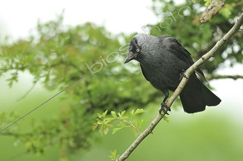 Biosphoto | 998806 | Eurasian Jackdaw scanning the ground Ireland | &copy; Guy Piton / Biosphoto