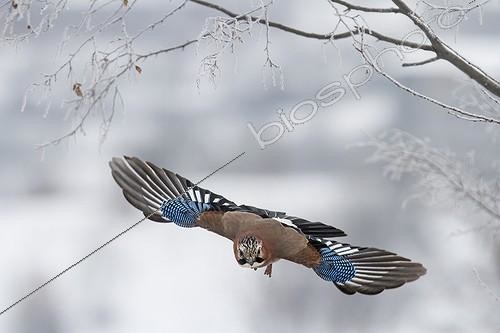 Biosphoto | 2023363 | Eurasian jay flying away - Central Bulgaria | &copy; André Simon / Biosphoto