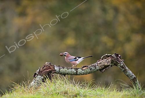 Biosphoto | 2625844 | Eurasian Jay (Garrulus glandarius) on a branch in autumn with an acorn in its beak, Lorraine, France. | &copy; Michel Poinsignon / Biosphoto