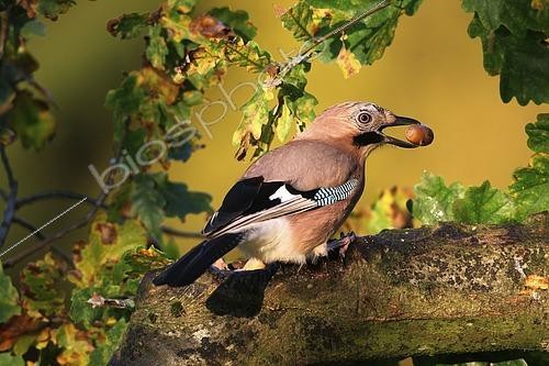Biosphoto | 2609121 | Eurasian jay (Garrulus glandarius) with ripe acorn between autumn oak (Quercus) leaves Allgäu, Bavaria, Germany | &copy; Dieter Hopf / imageBROKER / Biosphoto