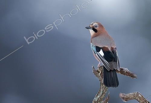 Biosphoto | 2009999 | Eurasian Jay on a branch - Norway | &copy; Markus Varesvuo / Biosphoto