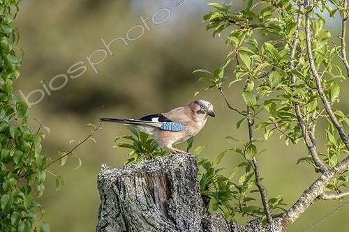 Biosphoto | 2043342 | Eurasian Jay on a stump - Burgundy France | &copy; Gilles Ménanteau / Biosphoto