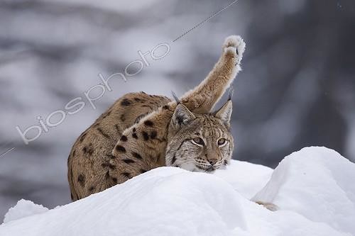 Biosphoto | 1095093 | Eurasian Lynx lying in the snow Falkenstein Germany | &copy; André Simon / Biosphoto