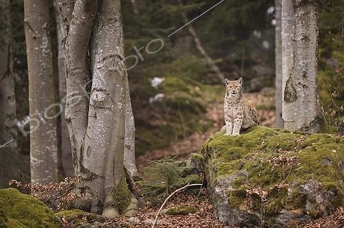 Biosphoto | 2056301 | Eurasian lynx sitting in forest, Bayerischer Wald Park; Germany | &copy; Massimiliano Sticca / Biosphoto