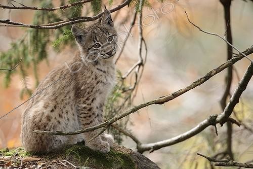 Biosphoto | 605209 | Eurasian Lynx sitting in NP Bayerischer Wald Germany  ;   | &copy; Rémy Courseaux / Biosphoto