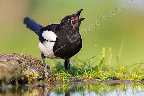 Biosphoto | 2412189 | Eurasian Magpie (Pica pica) drinking at waterhole, Rhineland-Palatinate, Germany | &copy; Mathias Schaef / BIA / Biosphoto